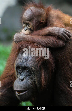 Bogor, Indonesien. 2. Feb 2019. Zwei Orang-utans im Taman Safari Indonesia Zoo gesehen. Credit: SOPA Images Limited/Alamy leben Nachrichten Stockfoto