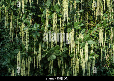 Lange palmkätzchen von garrya Elliptica/James Dach, im Winter wachsen. Stockfoto