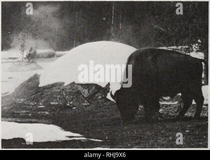 . Die Bisons im Yellowstone National Park. Bison; Säugetiere. 100 Bisons im Yellowstone National Park Bild. 41. Die gleiche Seite in Abb. 1 gezeigt. 40, im Sommer. Gesamtzahl der überwinternden Stiere, wie vorher besprochen. In beiden Tälern, die meisten der solitären Stiere und Stier Gruppen waren ob - abgesehen von jeder Website aus der Ther-mal beeinflussen. Herde Gruppen waren nur selten an den Standorten der thermische Aktivität aber von gesehen - zehn verwendeten Bereiche der thermischen Einfluss, insbesondere Segge aufsitzt, wo der Schnee Tiefen weniger wurden (Kreuzung Alaun und Violett Bäche im Hayden Valley (Abb. 43), Bereich Pelikan Federn von Pelican Vall Stockfoto