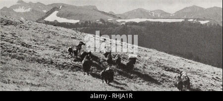 . Die Bisons im Yellowstone National Park. Bison; Säugetiere. Gewohnheiten 83. Abb. 34. Eine Herde Gruppe an der östlichen Grenze in der Nähe von Canoe Lake Anfang August. Foto von John gut, Yellowstone National Park. Die obere Lamar in 1965. 1967, die Fliegen waren zahlreich in diesen Bereichen und im Hayden Valley auch. Von Mitte Juni bis Mitte Au- gust 1965, weder Antenne Flüge noch Kontrollen zeigten gemischte Herden auf den Spiegel Plateau, obwohl in 1966 Gruppen gibt es bis zum 24. Juli gesehen wurden. Von Mitte Juni bis Anfang August 1967, Herde Gruppen wurden nur einmal im Heu-den Tal beobachtet, jedoch wurden gesehen, aus der Luft zu t Stockfoto