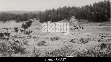 . Die Bisons im Yellowstone National Park. Bison; Säugetiere. 82 Bisons im Yellowstone National Park. Abb. 33. Bison auf dem Strip von segge Wiesen entlang der oberen Alum Creek südlich von Heu-den Tal. reichten die kleinen Wiesen und Parks in der umfangreichen lodgepole Wald verstreut (Abb. 33) Süden Dryaden und Strand Seen, West auf den Oberlauf von Spruce Creek, und über Maria Berg nach oben Nez Perce Creek. Stiere von Hayden Valley gelegentlich nach Süden hinunter Arnika Creek West Thumb und auf in Richtung Eingang. Pelikan und Lamar wintering Herden wurden im Frühsommer auf der unteren gesehen Stockfoto