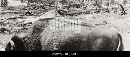 . Die Bisons im Yellowstone National Park. Bison; Säugetiere. Allgemeine Eigenschaften 39. Abb. 14. Abgeschnitten Aussehen eines reifen Stier. Foto von Dr. med. Beal, Yellowstone Nationalen Park. Gewicht Records), als sie es im Herbst. Schätzungen der maximale Stier Gewichte von 2000 Pfund wurden von erfahrenen Beobachter gemacht. Die meisten erwachsenen Kühe zwischen 800 und 1100 Pfund wog. Die jährlinge beider Geschlechter in der Regel wiegen zwischen 300 und 400 zwischen 500 und 700 Pfund, Kälber (8-9 Monate alt), Pfund. Gewichte an der Geburt haben, die hier nicht verzeichnet; Park (1969) gibt eine Reihe von 30-70 Pfund. Keine Aufzeichnung war m Stockfoto