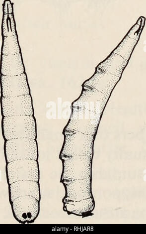 . Stechfliegen angreifenden Menschen und Vieh in Kanada. Moskitos; Simuliidae; Ceratotgonidae; Schädlinge; Mouches (Vecteurs des maladies); Mouches. Abb. 6. Lebenszyklus der Horn fliegen, Haematobia irritans. Im Uhrzeigersinn von oben: erwachsene Frau; Eier; Larven; puparia (der härteste Haut der Reife Larven), die jeweils eine Puppe. 33. Bitte beachten Sie, dass diese Bilder sind von der gescannten Seite Bilder, die digital für die Lesbarkeit verbessert haben mögen - Färbung und Aussehen dieser Abbildungen können nicht perfekt dem Original ähneln. extrahiert. Holz, D. M; Kanada. Landwirtschaft Kanada. Ottawa: Stockfoto