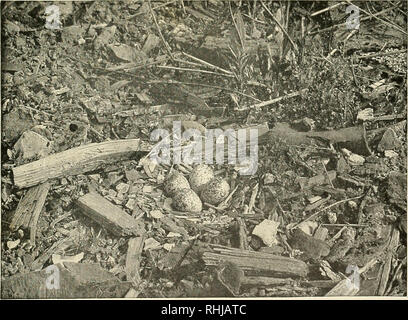 . Vögel von Massachusetts und anderen Neu-England-Staaten. Vögel, Vögel. Foto: H. A. Jones Abb. 34. - Eier der Rohrleitungen Plover in Situation Cape Cod Seite 471. Foto von C. W Leister Abb. 35. - Nest und Eier von killdeer Ithaca, New York. Bitte beachten Sie, dass diese Bilder sind von der gescannten Seite Bilder, die digital für die Lesbarkeit verbessert haben mögen - Färbung und Aussehen dieser Abbildungen können nicht perfekt dem Original ähneln. extrahiert. Forbush, Edward Howe, 1858-1929; Massachusetts. Abt. der Landwirtschaft. [Norwood, Ma. : Gedruckt von Berwick und Smith Unternehmen] Stockfoto