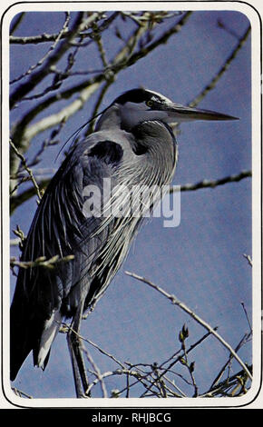 . Vögel von Yellowstone und Grand Teton National Parks. Vögel, Vögel. GREAT BLUE HERON (Ardea herodias) Der Great Blue Heron ist ein großer, Langhalslaute, langbeinige waten Vogel mit einem Speer - wie Bill, die es verwendet, Fische, Frösche, Schlangen und andere Beute zu fangen. Diese Art, die häufig fälschlicherweise bezeichnet als Kran, einsame in ihren Lebensgewohnheiten, außer während der Brutzeit ist. Während der Brut-ing Saison Reiher bilden Kolonien, Gebäude sperrige Nester und Hager, downy Junge. Wenn das Hocken oder stehen in einem Fluß oder Strom dieses große, blau-grauen Reiher hat eine ziemlich gebuckelt Appe Stockfoto