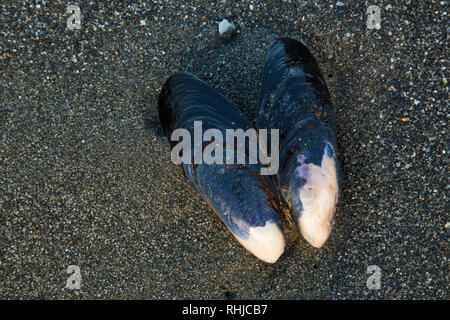 Mussel Shell auf Redwood Creek Strand, Redwood National Park, Kalifornien Stockfoto