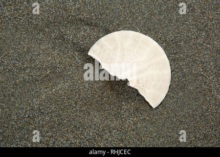 Sand Dollar am Strand, Samoa Dünen Erholungsgebiet, Samoa, Kalifornien Stockfoto