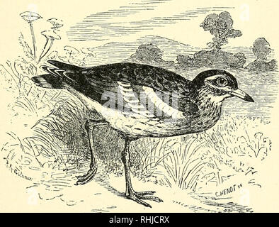 . Die Vögel unseres Landes. Stein CURLEW. 279 In der fen Bezirke gezüchtet. Es ist jetzt nur eine zufällige Nachzügler, vor allem an den südlichen und östlichen Grafschaften. DEMOISELLE CRANE. GRUS JUNGFRAU. Gattung Grus. Ein Nachzügler, die zwei oder drei Mal beobachtet worden war. Stein CURLEW. CEDICNEMUS CREPITANS. Familie Otidid^. Gattung OSdicnemus. Dicke - Knie - Norfolk Regenpfeifer - Tolle Regenpfeifer - Stein Plover. Der Stein Curlew leitet seinen Namen von Dicken - Knie vom Knie - Gelenke, sehr dick, und von Norfolk. Bitte beachten Sie, dass diese Bilder aus gescannten Seite Bilder, die digital für reada gesteigert wurden extrahiert werden Stockfoto