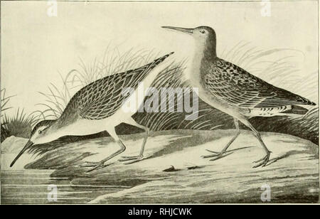 . Vögel von New York. Vögel. Vögel VON NEW YORK 317. Curlew Sandpiper. E rolia f erruginea (Brunnich). Fnim Aiidnbnn, Vögel von Amerika. Über j Nat. Größe Ereunetes pusillus (Linnaeus) Semipalmated Sandpiper Platte 35 Tringa pusilla Linnaeus. Syst. Nat. Ed. 12. 1766. Ich." 252 Heteropoda semipalmata DeKay. Zool. N.Y., 1844. pt2, S. 236, Abb. 195 Ereunetes pusilla A.O.U. Liste prüfen. Ed. 2. 1895. Nr. 246 ereune'tes, Gr. ipfwriryi, Forscher oder Prober; pusU" Lus, Lat. kleine Beschreibung. Zehen ivith basal lucnibraiic, dass zwischen den mittleren und äußeren auf die zweite gemeinsame und alle Zehen sligh Stockfoto