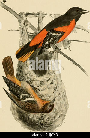 . Vögel des Westens, ein Bericht über das Leben und die Arbeit unserer gefiederten Freunde. Vögel. BALTIMORE ORIOLE (obere Abbildung, männlich; untere Abbildung, weiblich) Bestellen - passeres Familie - Icterid^ Gattung - Ikterus Arten - Galeula. Bitte beachten Sie, dass diese Bilder sind von der gescannten Seite Bilder, die digital für die Lesbarkeit verbessert haben mögen - Färbung und Aussehen dieser Abbildungen können nicht perfekt dem Original ähneln. extrahiert. Holmes, Charles Edgar. Fremont, Neb. , Hammond & Amp; Stephens Stockfoto