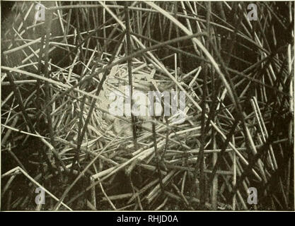 . Vögel von New York. Vögel. Vögel VON NEW YORK. 287 ist bis 16. Mai; ein Paar bleiben in tiie Montezuma Sümpfe und über tlie östlichen Ende des Lake Ontario zu züchten. Einige Jahreszeiten durchaus eine Anzahl von Ihnen sind gefunden: andere Jahre scheinen völlig abwesend, wie Sommer Bewohner zu sein. Sie brüten auch in den Sümpfen von New Jersey Newark, und Herr Hendrickson denkt, dass die}' im Unternehmen mit der gallintiles - Long Island City gezüchtet haben. Im Herbst, migrantischen Blässhühner beginnen in Zahlen vom 15. bis zum 20. September erscheinen und die wenigen, die nicht getötet. Die meisten und Eier von. ni" rican Blässhuhn. (Von BirJ Stockfoto