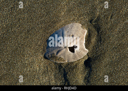 Gebrochene Sand Dollar am Meer Strand, Seaside Beach, Kalifornien Stockfoto