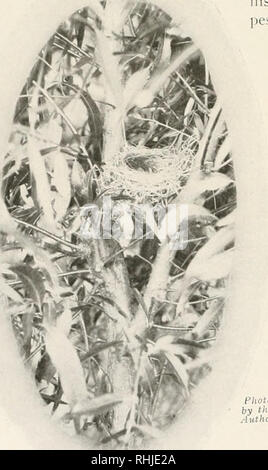 . Die Vögel von Ohio; eine vollständige wissenschaftliche und populäre Beschreibung Der 320 Arten von Vögeln, die in den Staat gefunden. Vögel - Ohio. 26 DER OBSTGARTEN ORIOLE. Allgemeine Bereich. - Eastern United States North zu Lat. 440 und West Great Plains; Süden im Winter nach Panama. Rassen in ihrer gesamten Bandbreite. Reichweite in Ohio. - Sommer Bewohner, in der Regel aber sparsam verteilt. Kastanien und Schwarz machen ein reichhaltiges und leckeres Kostüm für einen Vogel, obgleich Sie der Eigentümer etwas weniger auffällig als ist das brillante Vogel von Baltimore machen. Der Obstgarten Oriole ist eine vertraute Bewohner von Obstgärten, schattigen Zaun - Zeilen, und t Stockfoto