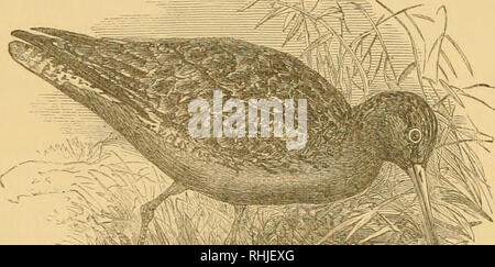 . Die Vögel von Essex: ein Beitrag zur Naturgeschichte des Landes. Vögel. ACIDM SCOLOP - GODWITS. 255 Herr Bond fand es gemeinsame Runde Southend (23. 39) früh im Sept. 1842 eine fewismall Herden wurden gesehen, runde Leigh im Jan. 1871. Es ist nur auf dem Schlamm Wohnungen gibt es bei hartem Wetter oder in der Zeit der Herbst Migration und ist nie sehr zahlreich (Smee - 34. 2605). Herr Ambrosius sagt, dass er es erhalten hat und von mersea. In der Parsons Sammlung sind Exemplare geschossen auf New England im August, 1834, und am 23. Mai 1836. Am 23. April 1868, Hr. H?met Rting mit einer Gruppe von acht auf der Schlick an Stockfoto