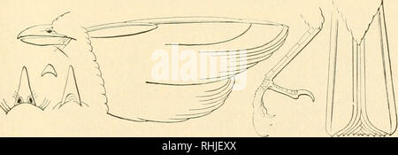 . Vögel von Michigan. Vögel. Yellow-throated Vireo, natürliche Größe. 267-628 - (170). Vireo flavifrons (Vieill.). * Gelb-throated Vikeo. Gemeinsame; April bis September; "Gemeinsame in Ann Arbor'' (Dr. J. B. Steere an); • "selten in Wayne County" (B. W. Swales); "Gemeinsame in Hillsdale und Lenawee County" (A. H. Boies); • "Mackinac Island'' (S. E. Weiß); Rassen; Nester im Juni, in Bäume; "Nest von sieben bis dreißig Fuß hoch, in der Regel über zwölf und bedeckt mit Flechten" (Dr. M.Gibbs); Eier rosy White, getupft mit Braun. 268-621) - (177). Vireo solitarius (Wils.). * Blue-headed V Stockfoto