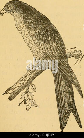. Die Vögel von Essex: ein Beitrag zur Naturgeschichte des Landes. Vögel. März, 1878, jagte ein Spatz in einen Stall in Priors, Broomfield, wenn die Tür geschlossen wird, wie schnell getötet, und am 23. August, j'oung man sich durch das Fliegen gegen ein Fenster getötet, in Melbourne, ungefähr eine Meile entfernt von Prioren. In Orsett Bezirk, Herr Sackett sagt, daß es Rassen häufig, vor allem in den alten Ford Woods und Mucking Heronry. Ein Nest er im Juni 1885 entdeckt, wurde in die Gabel von einem Baum, nur ungefähr sechs Fuß vom Boden ab, so dass er in der Lage war es ohne Klettern zu erreichen; Stockfoto