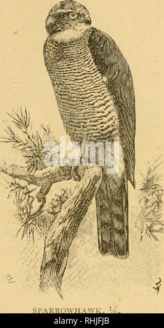 . Die Vögel von Essex: ein Beitrag zur Naturgeschichte des Landes. Vögel. FALCONID. E-KITE. 169. März, 1878, jagte ein Spatz in einen Stall in Priors, Broomfield, wenn die Tür geschlossen wird, wie schnell getötet, und am 23. August, j'oung man sich durch das Fliegen gegen ein Fenster getötet, in Melbourne, ungefähr eine Meile entfernt von Prioren. In Orsett Bezirk, Herr Sackett sagt, daß es Rassen häufig, vor allem in den alten Ford Woods und Mucking Heronry. Ein Nest er im Juni 1885 entdeckt, wurde in die Gabel von einem Baum, nur ungefähr sechs Fuß vom Boden ab, so dass er in der Lage war, zu erreichen Ich Stockfoto