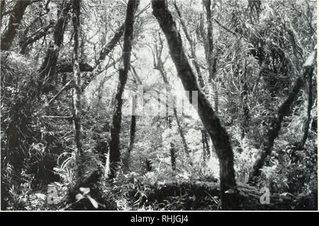 . Die Vögel des Mt. Isarog Nationalpark, Southern Luzon, Philippinen, insbesondere in Bezug auf höhenverbreitung. Vögel. Abb. 4. Übergangszeit lowland/Bergwald auf etwa 1050 m. (Foto Ende März 1988 von S.M.Goodman) Verschieben von auwald zu montane (Braun, 1919). Die Bäume waren gerader, die Struktur der Wald zwei-stöckige, und die Haube mehr öffnen. Der unterwuchs auf etwa 1050 m war Dichter als in Gebieten unter, und verschiedene Arten von Palmen, Farne, baum, bäume, und Bambus waren relativ com-mon. Ficus spp. waren selten (Abb. 4). Die ersten dichten Bewuchs von epiph Stockfoto