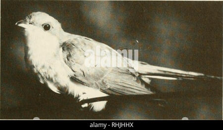 . Vögel in Kansas. Vögel - Kansas Identifikation. Kuckucke 321. Ein erwachsener Yellow-billed Kuckuck (Coccyzus americanus). Foto: Gerald J. Wiens.. Bitte beachten Sie, dass diese Bilder sind von der gescannten Seite Bilder, die digital für die Lesbarkeit verbessert haben mögen - Färbung und Aussehen dieser Abbildungen können nicht perfekt dem Original ähneln. extrahiert. Thompson, Max C; Ely, Charles A. (Charles Adelbert), 1933 -. Lawrence, Kan. : Universität von Kansas, Museum für Naturkunde: Von der Universität von Kansas verteilt Stockfoto