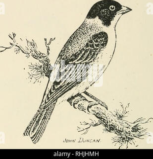 . Vögel der Britischen Inseln. Vögel - Großbritannien; Vögel - Irland. 42 Vögel von den britischen Inseln. Blacft^ Bea&amp; eb Bunting.. Die Black-headed Bunting[Ej? iberiza melanocephala^ Sco-poli) ist eine sehr seltene unregelmäßige Frühjahr und Herbst Besucher zu den Britischen Inseln. Im Sommer ist es außerordentlich häufig in Südosteuropa; er verbringt den Winter in Indien. Das erwachsene Männchen in hochzeitlichen Kleid hat die Flügel Braun; Deckfedern, gespitzt mit hellen Braun; innerste Secondaries, breit umrandet mit hellen Braun; rectrices, Braun; Kopf, Lores, und auriculars, schwarz; Rest der oberen Teile, Kastanie, Erweiterung auf Stockfoto
