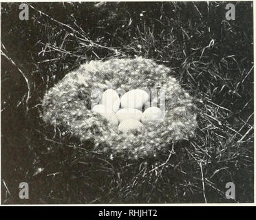 . Vögel von Amerika;. Vögel - Nordamerika. Foto mit freundlicher Genehmigung von T. G. Pearson o £ Nat. Asso. Aud. Soc. NEST UND EIER VON CANADA GOOSE Stumpf Lake, North Dakota sjjlendid Vögel, wie sie gegen Mittag im Herbst oder im Frühjahr, wenn Sie wieder ihre Flügel drehen - Beats auf dem zugefrorenen Nordpol. Die große Brutstätten der thi. Gans sind in der LiSrit-ish Provinzen, wenige, wenn überhaupt, der östlichen Flug Anhalten im Frühjahr südlich der Kanadischen Grenze, in den westlichen Staaten, aber sie brüten com monly in vielen Gemeinden. Also: Ich habe ihre Eier auf den Inseln in den Seen von North Dakota gefunden, und nach Th kommen Stockfoto