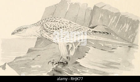 . Vögel von Amerika;. Vögel - Nordamerika. 86 VÖGEL VON AMERIKA SCHWARZ GYRFALCON Falco rusticolus Gnielin obsoletus A.O.U. Xumber 354 b Siehe Farbpalette 50 Beschreibung. - Eine dunkle Phase des Gyrfalcon; uni-lornily dusky oder bräunlich-Schiefer, obere Teile ohne Bars, außer fehlerhaften, auf den Schwanz und unter Teile fast schwarz mit ein paar unauffällige Streifen oder Flecken von Buff. Nest und Eier. - ähnlich denen der Gyrfalcon. Verteilung. - Rassen in Ungava; Süden im Winter in Nova Scotia, Quebec, Ontario und Maine; beiläufig nach New York, Connecticut, Massachusetts und Rhode Island. Die weißen Gyr Stockfoto