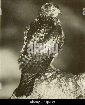 . Vögel in Kansas. Vögel - Kansas Identifikation. Falken und Adler 153. Â MEV V9 HkÂ "Mt in i ii â Eine unreife Red-tailed Hawk (Buteo Jamaicensis). Foto: Mark Chappell. Jedes mausern. Das Gefieder Farben von einer populationâwhich für Jahre wurde als unterschiedliche Arten, die "Harlan Hawk" ârange von sehr hell bis sehr dunkel. Lebensmittel: Rote Falken eine Vielzahl von Wirbeltieren, die Beute zu nutzen, je nach örtlicher Verfügbarkeit, und Einzelpersonen sind sagte Präferenzen für bestimmte Beute Arten zu entwickeln. Kleine Säugetiere, darunter verschiedene Mäuse, Ratten, Eichhörnchen und Kaninchen, pred Stockfoto