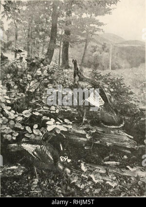 . Vögel von Amerika;. Vögel - Nordamerika. Foto: Lebensraum gr ^ nach oben Mit freundlicher Genehmigung des American Museum of Natural History wilde Truthähne in den West Virginia Bergen nahe Verwandte unserer domestizierten Truthahn [33]. Bitte beachten Sie, dass diese Bilder sind von der gescannten Seite Bilder, die digital für die Lesbarkeit verbessert haben mögen - Färbung und Aussehen dieser Abbildungen können nicht perfekt dem Original ähneln. extrahiert. Pearson, T. Gilbert (Thomas Gilbert), 1873-1943. New York, der Universität Gesellschaft Stockfoto