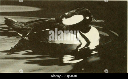 . Vögel in Kansas. Vögel - Kansas Identifikation. 118 VÖGEL IN KANSAS. Ein erwachsenes Männchen Hooded Merganser {Lophodytes cucullatus). Foto von Ed und Jean Schulenberg.. Bitte beachten Sie, dass diese Bilder sind von der gescannten Seite Bilder, die digital für die Lesbarkeit verbessert haben mögen - Färbung und Aussehen dieser Abbildungen können nicht perfekt dem Original ähneln. extrahiert. Thompson, Max C; Ely, Charles A. (Charles Adelbert), 1933 -. Lawrence, Kan. : Universität von Kansas, Museum für Naturkunde: Von der Universität von Kansas verteilt Stockfoto