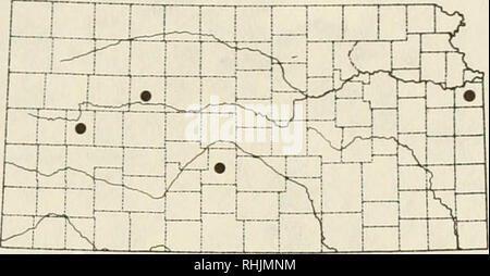 . Vögel in Kansas. Vögel - Kansas Identifikation. Enten115 Barrow Schellente Bucephala islandica (Gmelin) Status: Der Barrow Goldeneye ist eine zufällige Besucher, mit drei Augen Datensätze von Scott, Stafford, und Trego Grafschaften im Zeitraum 4. Oktober bis Februar. Feld Markierungen: Männer können iden-tified durch die violetten Glanz auf dem Kopf und die sichelförmigen weißen Fleck zwischen Auge und die Rechnung. Die Rechnung ist so geformt, dass sich unterscheiden - auch von den Gemeinsamen Goldeneye. Identifikation von Weibchen und Männchen nonbreeding, sofern sie nicht mit einem Mann in der Zucht Gefieder verknüpft sind, ist wahrscheinlich i Stockfoto