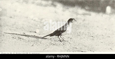 . Vögel von Amerika;. Vögel - Nordamerika. Finken House finch Carpodacus mexicanus frontalis (. S" (7r) Andere Namen - Crimson - frontctl Finch; Red-headed Hänfling: Hänfling: Burion; Rot - liead. Allgemeine Beschreibung.-Länge. 5. Zoll. L^ pper Teile, bräunlich-grau: unter Teile, weiße Streifen in Braun. Bill, kürzer als Kopf, kegelförmige und dick; Schwanz, über-54 Länge der Flügel, fast sogar. Farbe.- erwachsenen männlichen: Stirn (weitgehend), breiten Streifen über dem Ohr (e. xtending Von der Stirn des Kopfes nach hinten), prüfen, Region, Hals (manchmal obere Teil der Brust auch), Keule, helles Rot, Rest von bis Stockfoto