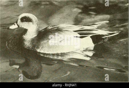 . Vögel in Kansas. Vögel - Kansas Identifikation. 96 VÖGEL IN KANSAS. Ein erwachsener Amerikanischen Pfeifente (Anas americana). Foto von Bob Gress.. Bitte beachten Sie, dass diese Bilder sind von der gescannten Seite Bilder, die digital für die Lesbarkeit verbessert haben mögen - Färbung und Aussehen dieser Abbildungen können nicht perfekt dem Original ähneln. extrahiert. Thompson, Max C; Ely, Charles A. (Charles Adelbert), 1933 -. Lawrence, Kan. : Universität von Kansas, Museum für Naturkunde: Von der Universität von Kansas verteilt Stockfoto