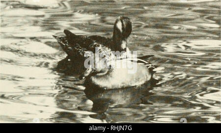 . Vögel in Kansas. Vögel - Kansas Identifikation. Enten 89. Nach Cinnamon Teal (Anas cyanoptera). Foto von C.L. Cink.. Bitte beachten Sie, dass diese Bilder sind von der gescannten Seite Bilder, die digital für die Lesbarkeit verbessert haben mögen - Färbung und Aussehen dieser Abbildungen können nicht perfekt dem Original ähneln. extrahiert. Thompson, Max C; Ely, Charles A. (Charles Adelbert), 1933 -. Lawrence, Kan. : Universität von Kansas, Museum für Naturkunde: Von der Universität von Kansas verteilt Stockfoto