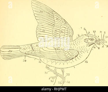 . Vögel: die Elemente der Ornithologie; mit 174 Abbildungen, davon 140 Originalzeichnungen. Vögel, Vögel. Abb. 144.. DiAc. aAJi OP ein Vogel, die Terminologie des Gefieders und Gliedmaßen zu veranschaulichen {nach Oates). Die Stirn. 2. Krone oder Scheitelpunkt. 3. Nacken. Zwischen diesem und 2 die Hind-Kopf, oder Hinterhauptbein. 4. Lore (Platz vor dem Auge). 5. Super-cilium. (Der Raum rund um das Auge ist die "Orbital" oder "circumocular Region" und ist unterteilt in supra-Orbital, infra-Orbital, Ante- und Post-orbital). 6. Wange oder Gena; seine unteren Rand ist die malar Region. 7. Aurikel Stockfoto