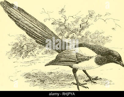 . Vögel: die Elemente der Ornithologie; mit 174 Abbildungen, davon 140 Originalzeichnungen. Vögel, Vögel. Die Südlichen Grackle {Eidabes Religiosa). Abb. 123.. Die Elster {Pica Inca).. Bitte beachten Sie, dass diese Bilder sind von der gescannten Seite Bilder, die digital für die Lesbarkeit verbessert haben mögen - Färbung und Aussehen dieser Abbildungen können nicht perfekt dem Original ähneln. extrahiert. Mivart, St. George Jackson, 1827-1900. London: R. H Porter Stockfoto