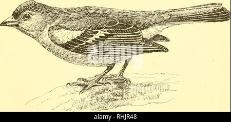 . Vögel: die Elemente der Ornithologie; mit 174 Abbildungen, davon 140 Originalzeichnungen. Vögel, Vögel. Der Pirol {Oriolusgalbula). Abb. 109.. Der Buchfink {Fringilla coshhs).. Bitte beachten Sie, dass diese Bilder sind von der gescannten Seite Bilder, die digital für die Lesbarkeit verbessert haben mögen - Färbung und Aussehen dieser Abbildungen können nicht perfekt dem Original ähneln. extrahiert. Mivart, St. George Jackson, 1827-1900. London: R. H Porter Stockfoto