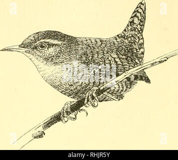 . Vögel: die Elemente der Ornithologie; mit 174 Abbildungen, davon 140 Originalzeichnungen. Vögel, Vögel. 98 ELEMENTE DER OKNITHOLOQT. Abb. 102.. Der Zaunkönig {Anorthura troglodi/n)^ Abb. 103.. Bitte beachten Sie, dass diese Bilder sind von der gescannten Seite Bilder, die digital für die Lesbarkeit verbessert haben mögen - Färbung und Aussehen dieser Abbildungen können nicht perfekt dem Original ähneln. extrahiert. Mivart, St. George Jackson, 1827-1900. London: R. H Porter Stockfoto