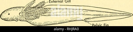 . Biologie der Wirbeltiere: eine vergleichende Studie des Menschen und seine tierischen Verbündeten. Wirbeltiere; Wirbeltiere -- Anatomie; Anatomie, Vergleichende. 1'er Freigabe von Energie 395 In teleosts ganoids und es gibt zusätzliche Geräte, neben der Oper- Deckel, für den Schutz der empfindlichen Kiemen. Entlang der posterioren und ventralen Ränder des Operculums über das Teil durch den flachen opercular Knochen versteift, ein angrenzendes fringelike Klappe ist manchmal entwickelt, die Sup-Fächerartig Skelettelemente portiert, die branchiostegal Strahlen, dass Hilfe in der Con-trolling die Passage von Wasser aus dem Branchial cavit Stockfoto