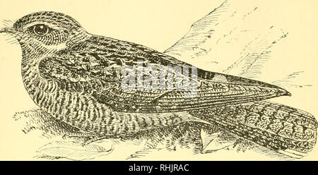 . Vögel: die Elemente der Ornithologie; mit 174 Abbildungen, davon 140 Originalzeichnungen. Vögel, Vögel. 86 Elemente der Ornithologie. Abb. 88.. Die {Nightjar Caprimulgus euro" Paus). 89. Bitte beachten Sie, dass diese Bilder sind von der gescannten Seite Bilder, die digital für die Lesbarkeit verbessert haben mögen - Färbung und Aussehen dieser Abbildungen können nicht perfekt dem Original ähneln. extrahiert. Mivart, St. George Jackson, 1827-1900. London: R. H Porter Stockfoto