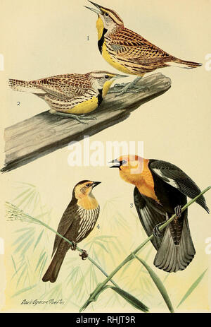 . Vogel Lore. Vögel; Vögel; Ornithologie. AW/J" MEADOWLARK, Erwachsene, FEDER WESTERN MEADOWLARK, Erwachsener. Frühling gelb-headed blackbird, erwachsenen männlichen Yellow-headed blackbird, weiblich. Bitte beachten Sie, dass diese Bilder sind von der gescannten Seite Bilder, die digital für die Lesbarkeit verbessert haben mögen - Färbung und Aussehen dieser Abbildungen können nicht perfekt dem Original ähneln. extrahiert. Die nationalen Ausschuss der Audubon Gesellschaft von Amerika; Nationale Vereinigung der Audubon Gesellschaft für den Schutz der wild lebenden Vögel und Tiere; National Audubon Society. New York: Macmillan Co. Stockfoto