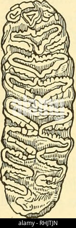 . Biologie der Wirbeltiere: eine vergleichende Studie des Menschen und seine tierischen Verbündeten. Wirbeltiere; Wirbeltiere -- Anatomie; Anatomie, Vergleichende. Abb. 247. Selcnodont Gebiss, oder Molaren mit Crescentic Oberflächen von harten Zahnschmelz.. Auf der oberen Blenden und die ersten Molaren im Unterkiefer, die entwickelt, diese besondere Fähigkeit zu zerreißen oder zu scheren, weshalb Sie carnassial Zähne aufgerufen werden. In der Pflanzenfresser Art der Heterodont Gebiss mehr anterior Wange Zähne Degeneration zeigen, die Fangzähne unterdrückt, während die hinteren Mühlen in der Nähe des Scharniers des Kiefers abgeflacht und en geworden Stockfoto