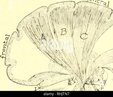 . Biologie; die Geschichte der Lebewesen. &Lt;. frcntal ctrscr Okzipitalen'areo: Zeitliche arecc zwei I''s lKurt illustralinK tiie libers intercoiniiiunicating Wege der Nervenzellen im Gehirn des Menschen ein. Verschiedene association Fasern des menschlichen Gehirns. , 1, zwischen den angrenzenden Bereichen; B. zwischen Frontallappen und Bereiche; (;, D, zwischen der frontalen und zeitlichen Bereichen; E, zwischen occipital und zeitlichen Bereichen. Hinweis das Corpus callosum, das larf): e Gruppen von Fasern und verbindet die Cortex der rechten Gehirnhälfte mit der Linken. Die caudate Kern, CN, und der Thalamus, OT, b Stockfoto