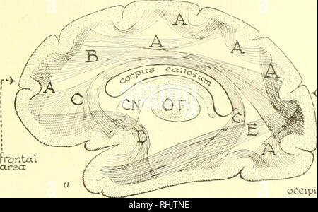 . Biologie; die Geschichte der Lebewesen. SUPPOlir, MO'I'ION UND SENSATION 319. &Lt;-. frcntal ctrscr Okzipitalen'areo: Zeitliche arecc zwei I''s lKurt illustralinK tiie libers intercoiniiiunicating Wege der Nervenzellen im Gehirn des Menschen ein. Verschiedene association Fasern des menschlichen Gehirns. , 1, zwischen den angrenzenden Bereichen; B. zwischen Frontallappen und Bereiche; (;, D, zwischen der frontalen und zeitlichen Bereichen; E, zwischen occipital und zeitlichen Bereichen. Hinweis das Corpus callosum, das larf): e Gruppen von Fasern und verbindet die Cortex der rechten Gehirnhälfte mit der Linken. Die Cauda Stockfoto