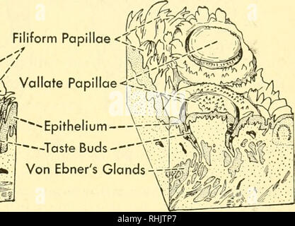 . Biologie der Wirbeltiere: eine vergleichende Studie des Menschen und seine tierischen Verbündeten. Wirbeltiere; Wirbeltiere -- Anatomie; Anatomie, Vergleichende. ^- Epithel x '^'^ yii r-- Gaumen "V^ Von Ebner Drüsen - W&amp; J' (f Abb. 237. Teile der Zunge des Menschen zeigen lingualen Papillen auf der Oberfläche in Anzeigen und im Abschnitt . Anterior nach links in jeder Zeichnung. (Nach Braus.) serösen Drüsen, genannt von Ebner Drüsen, am unteren Rand der Gräben und Hilfe offen halten Sie mit Flüssigkeit gefüllt werden. Vallate Papillen sind in der Regel in Reihen an der Rückseite der Zunge angeordnet. Es gibt zwei Zeilen in Kloakentiere, Maulwürfe, Ba Stockfoto