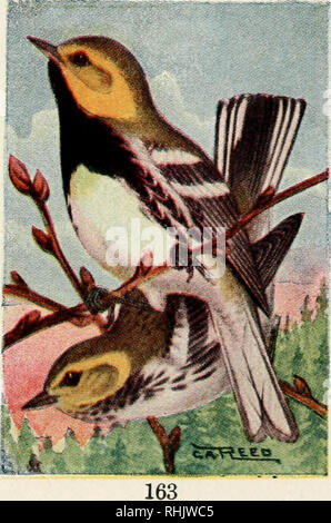 . Bird Guide: landvögel östlich der Rockies von Papageien zu drosseln. Vögel - United States. BLACK-THROATED GREEN WARBLER. 667. Dendroica virens. 5 Zoll. Kehle schwarz; zwei Flügel bars und äußeren Schwanzfedern weiß; Frauen mit kleinen schwarzen auf die Kehle. Eine gemeinsame Vogel in Kiefernwälder im Norden der Vereinigten Staaten, oder während der Migration in Birke Wald. Ich fand sie am häufigsten auf Hügeln mit niedrigem Wachstum Kiefern bedeckt. Sie scheinen sehr nervös zu sein und sind sehr aufgeregt, wenn sie in der Nähe ihrer Nester erscheinen. Sie haben oft die Angewohnheit, Gebäude mehrere Nester, ob mit der absichtlichen inten Stockfoto