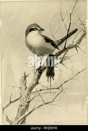 . Vogel Porträts. Vögel. Die BUTCHEK VOGEL. Bitte beachten Sie, dass diese Bilder sind von der gescannten Seite Bilder, die digital für die Lesbarkeit verbessert haben mögen - Färbung und Aussehen dieser Abbildungen können nicht perfekt dem Original ähneln. extrahiert. Seton, Ernest Thompson, 1860-1946; Hoffmann, Ralph, 1870-1932. Boston, Ginn &Amp; Company Stockfoto