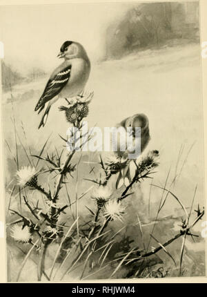 . Vogel Porträts. Vögel. Der STIEGLITZ. Bitte beachten Sie, dass diese Bilder sind von der gescannten Seite Bilder, die digital für die Lesbarkeit verbessert haben mögen - Färbung und Aussehen dieser Abbildungen können nicht perfekt dem Original ähneln. extrahiert. Seton, Ernest Thompson, 1860-1946; Hoffmann, Ralph, 1870-1932. Boston, Ginn &Amp; Company Stockfoto