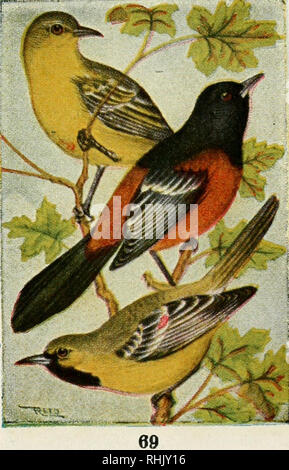 . Bird Guide: landvögel östlich der Rockies von Papageien zu drosseln. Vögel - United States. ORCHARD ORIOLE. 506. Ikterus spurius. ly^, Zoll. Männliche Kastanie und Schwarz; weibliche Stumpf gelblich und Grau; junge männliche, zweites Jahr, wie weiblich, aber mit schwarzem Gesicht und Hals. Die Orioles sind in der Regel im offenen Land gefunden und, wie der Name schon sagt, haben eine Präferenz für Obstgärten. Sie sind auch reichlich im Gebüsch entlang von Bächen und Straßenrändern gefunden. Sie ernähren sich vor allem auf Würmer, Raupen, Käfer, Heuschrecken, etc., und sind eine der vorteilhaftesten Vögel, die wir haben. Song". âA r Stockfoto