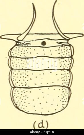 . Die Biologie der Meerestiere. Marine Tiere; Physiologie, Vergleichende. . Bitte beachten Sie, dass diese Bilder sind von der gescannten Seite Bilder, die digital für die Lesbarkeit verbessert haben mögen - Färbung und Aussehen dieser Abbildungen können nicht perfekt dem Original ähneln. extrahiert. Nicol, J. A. Colin (Joseph Arthur Colin), 1915. New York, Interscience Publishers Stockfoto