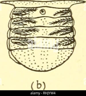 . Die Biologie der Meerestiere. Marine Tiere; Physiologie, Vergleichende. (A). Bitte beachten Sie, dass diese Bilder sind von der gescannten Seite Bilder, die digital für die Lesbarkeit verbessert haben mögen - Färbung und Aussehen dieser Abbildungen können nicht perfekt dem Original ähneln. extrahiert. Nicol, J. A. Colin (Joseph Arthur Colin), 1915. New York, Interscience Publishers Stockfoto